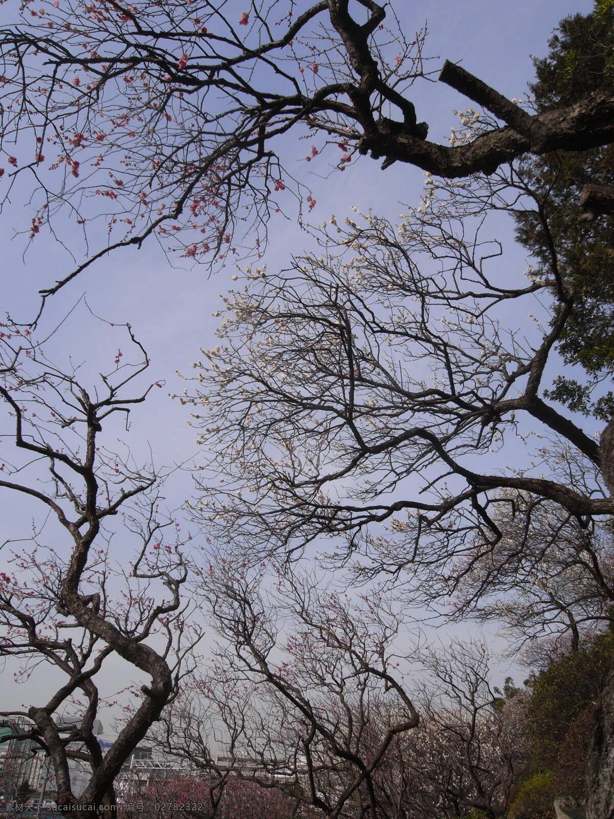 树木 剪影 纵横交织 树 自然 风光 自然风光 大树 树干 树枝 线条 风景 丛林风景 背景 丛林 树与叶 树木树叶 生物世界
