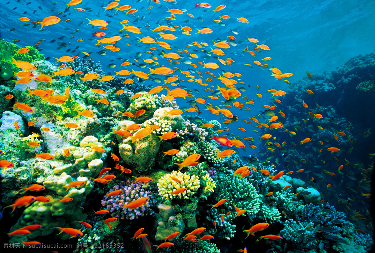 海洋生物 海底世界 海洋 礁石 生物世界 鱼 鱼类 珊蝴礁石 珊蝴 海底景色