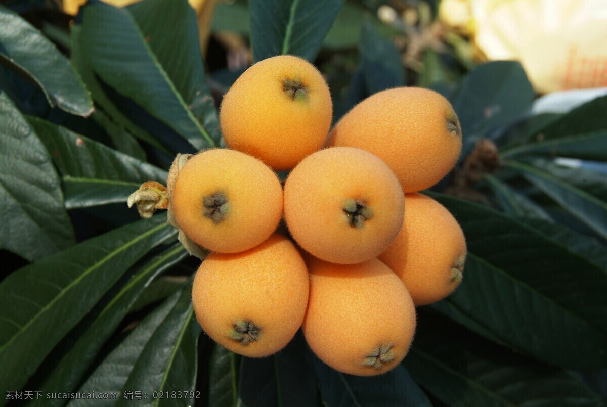 枇杷 芦橘 金丸 水果 果实 食物 经济作物 经济水果 蜜源作物 蔷薇科 枇杷属 水果摄影 生物世界