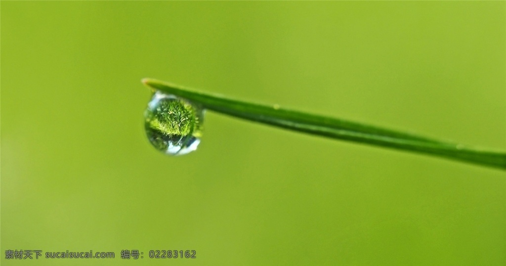 水珠 树叶 新叶 叶子 天空 春天 夏季 新芽 自然风景 植物 野草 山间植物 树枝 小草 生物世界 花草 叶子背景 植物背景 绿叶 植物墙 绿植 自然景观