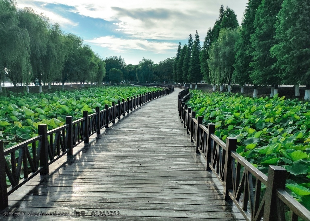 公园长桥 长桥 公园 绿色 生态旅游 荷塘 木桥 旅游摄影 人文景观