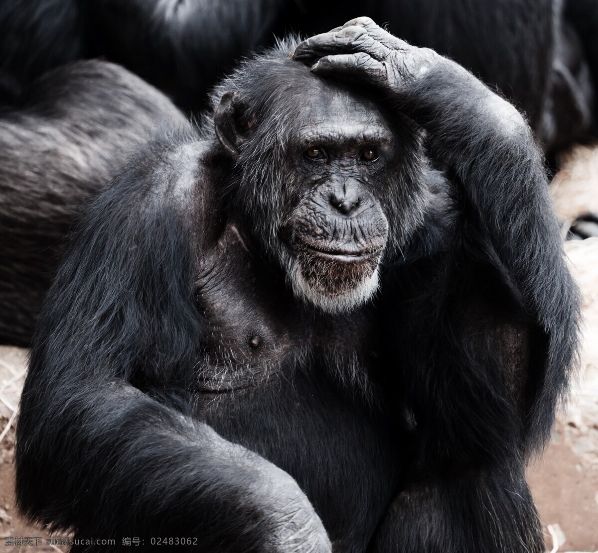 动物猿 动物 猿 黑 聪明 脸 手 哺乳动物 猴子