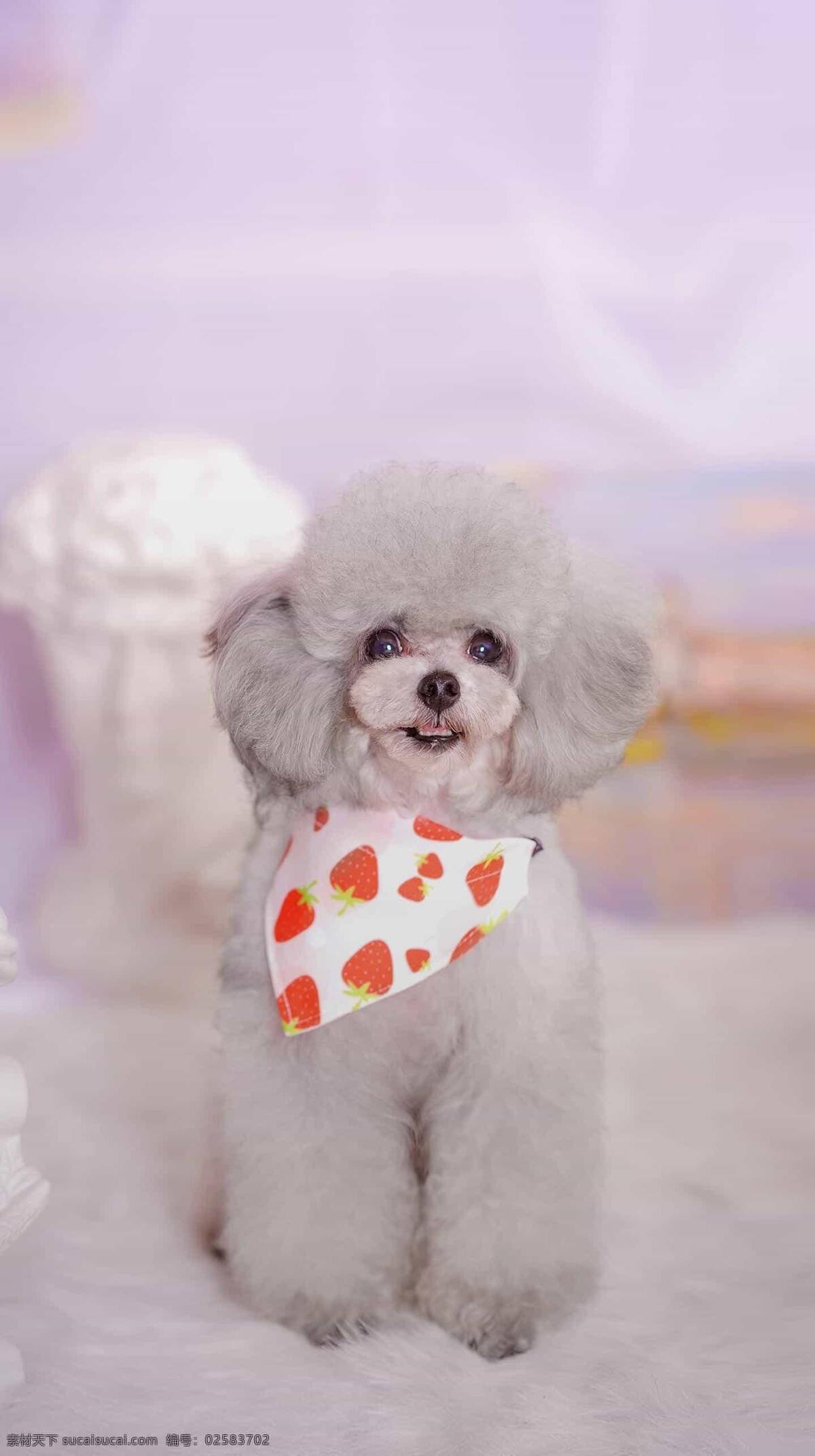 狗图片 狗 小狗 汪星人 宠物 动物 可爱 忠诚 陪伴 田园犬 萨摩 柯基 金毛 哈士奇 拉布拉多 德牧 边牧 泰迪 贵宾 八哥犬 秋田犬 柴犬 杜宾犬 哈利犬 可卡 比格 博美 吉娃娃