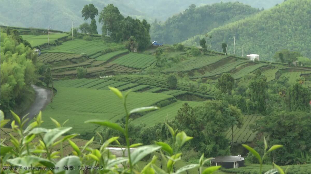台湾茶园景观 景观 自然 茶 农场 农事 收获 种植园 人 领域 农业 持续性 绿色 夏天 作物作物 植物 台湾 亚洲 旅游 在户外 工作 农村的 农业的 农田 土地 生态学 高的 山 高高的山上