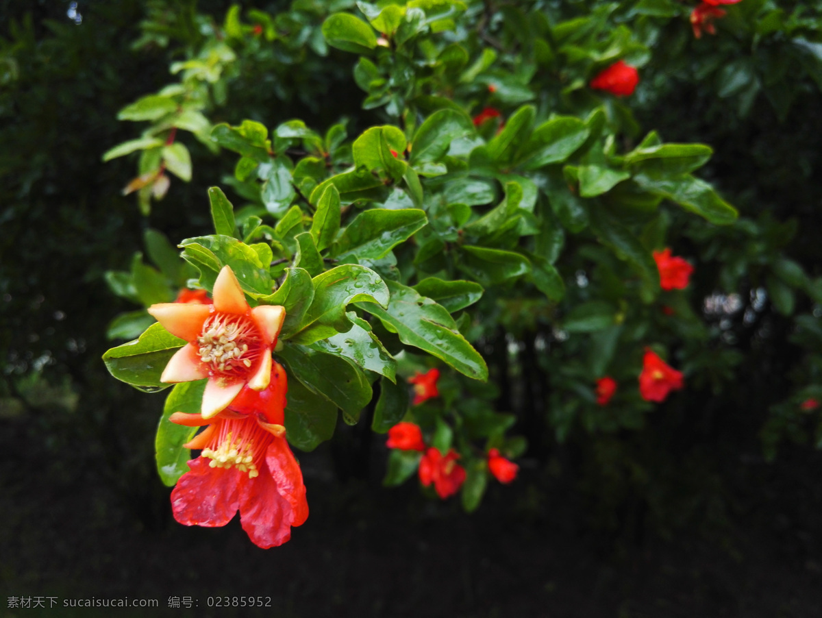 石榴花 石榴 清新 春天 雨后 鲜艳 花朵 生物世界 花草