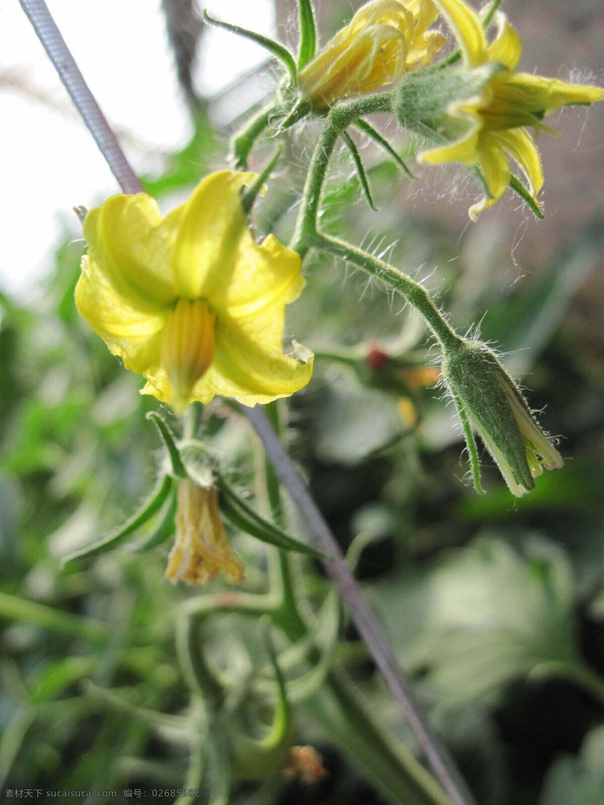 番茄 花 花草 花卉 花卉图片下载 黄色 生物世界 番茄花 西红柿花 蔬菜花卉 风景 生活 旅游餐饮