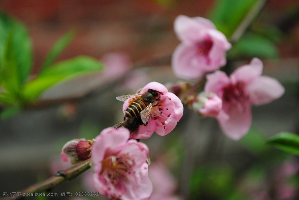 桃花 蜜蜂 风光 昆虫 生物世界 植物 自然 桃花蜜蜂
