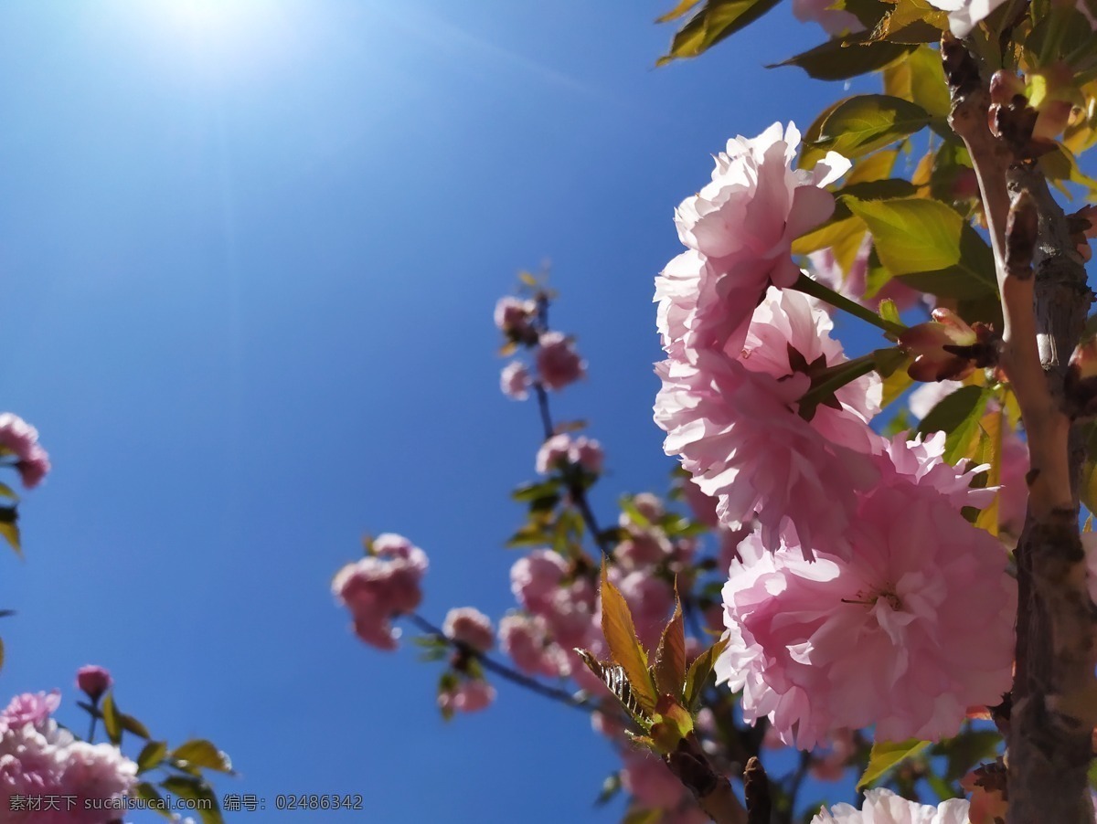 樱花 花树 春天 花朵 春游 自然景观 山水风景