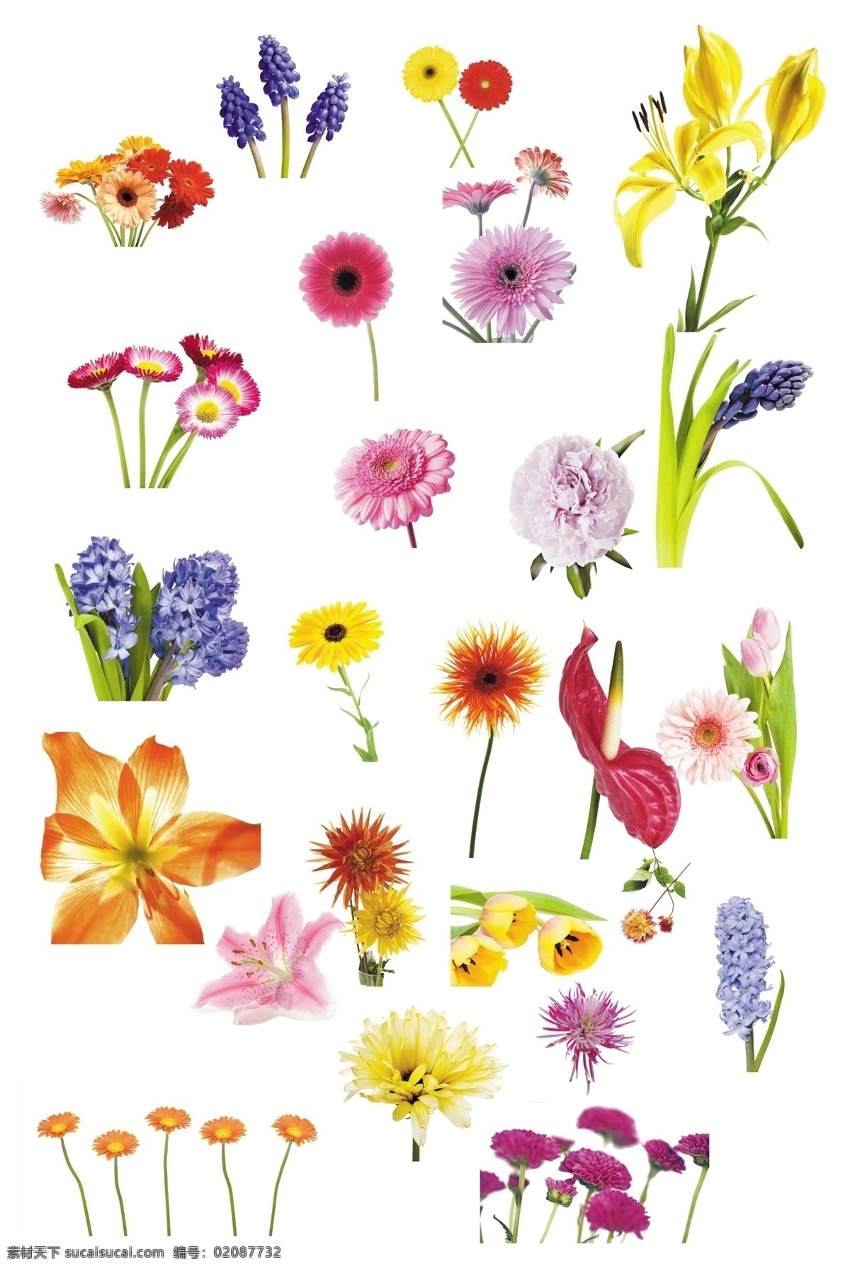 各种鲜花集锦 鲜花 各种鲜花 鲜花集锦 单层鲜花 花 生物世界 花草