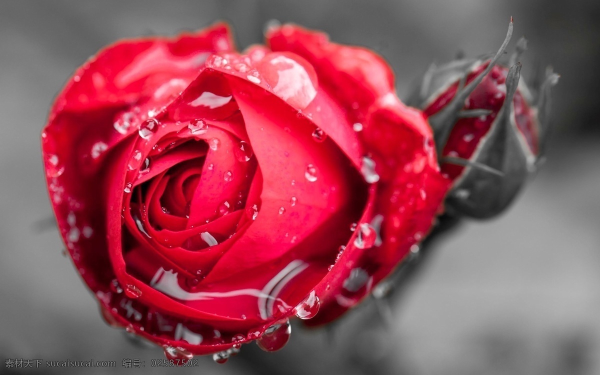 冰雪玫瑰花 玫瑰花 花骨朵 红玫瑰 冰晶 冰雪 生物世界 花草 红色