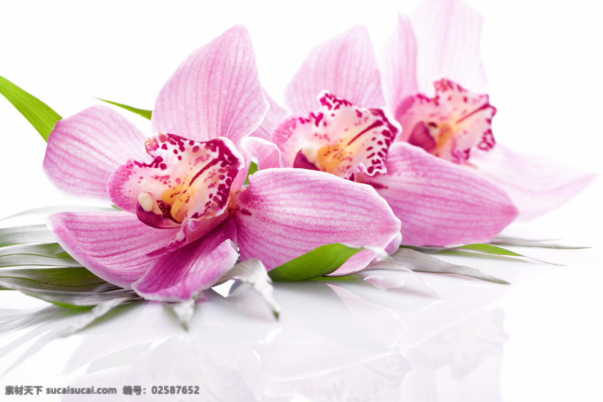 粉色 花朵 spa用品 spa水疗 spa 美容 养生 生活用品 生活百科