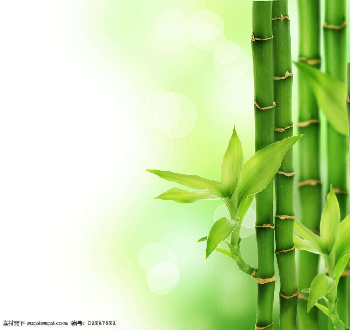 唯美 植物 自然 竹子 竹 翠竹 绿竹 生物世界 树木树叶