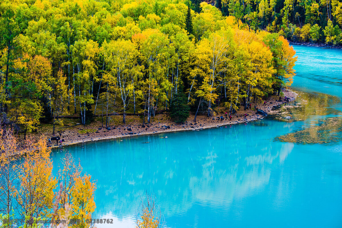 新疆 喀纳斯湖 金秋 风景