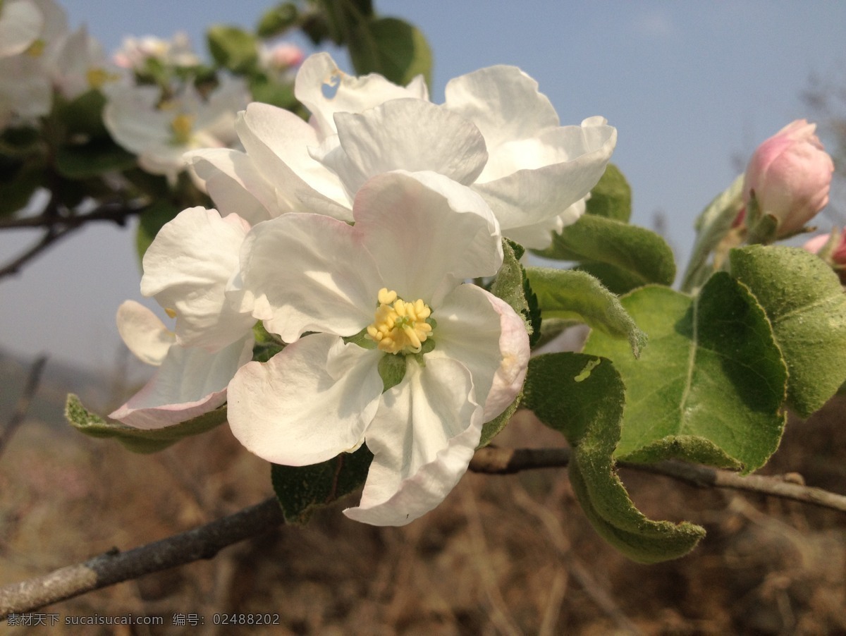 苹果花 白色 小花 野花 春花 花草 生物世界 黑色