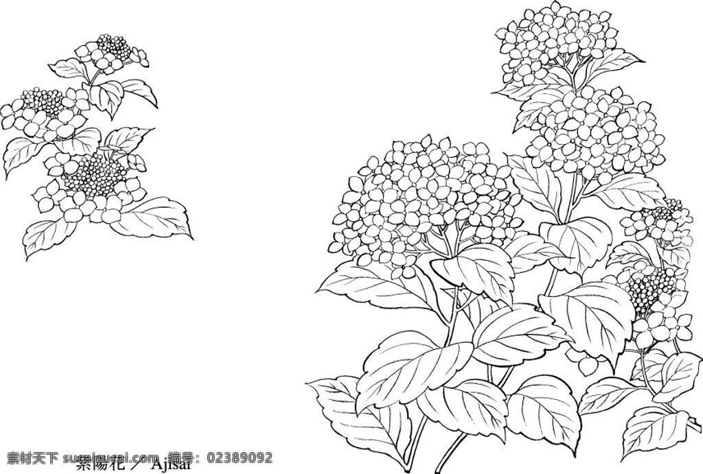 矢量紫阳花 矢量花卉 设计素材 花草世界 矢量植物 矢量图库