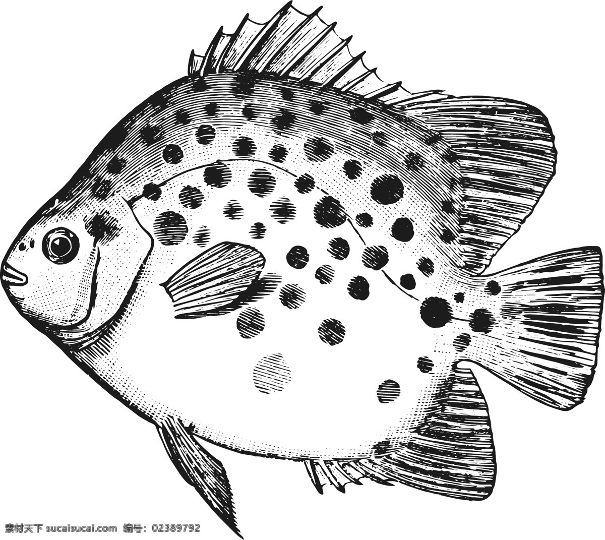 手绘海洋生物 手绘鱼 手绘虾 手绘贝壳 手绘蟹 手绘水母 手绘珊瑚 手绘章鱼 手绘海星 海鲜 手绘乌龟 海洋生物 手绘动物 生物世界