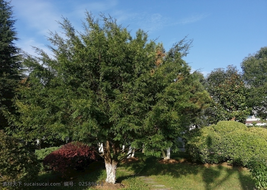 红豆杉图片 红豆杉 树木 杉木 杉树 参天大树 大树 树干 保护植物 珍稀植物 活化石 林木 林场 树林 密林 茂密森林 丛林 灌木 旅游摄影 自然风景