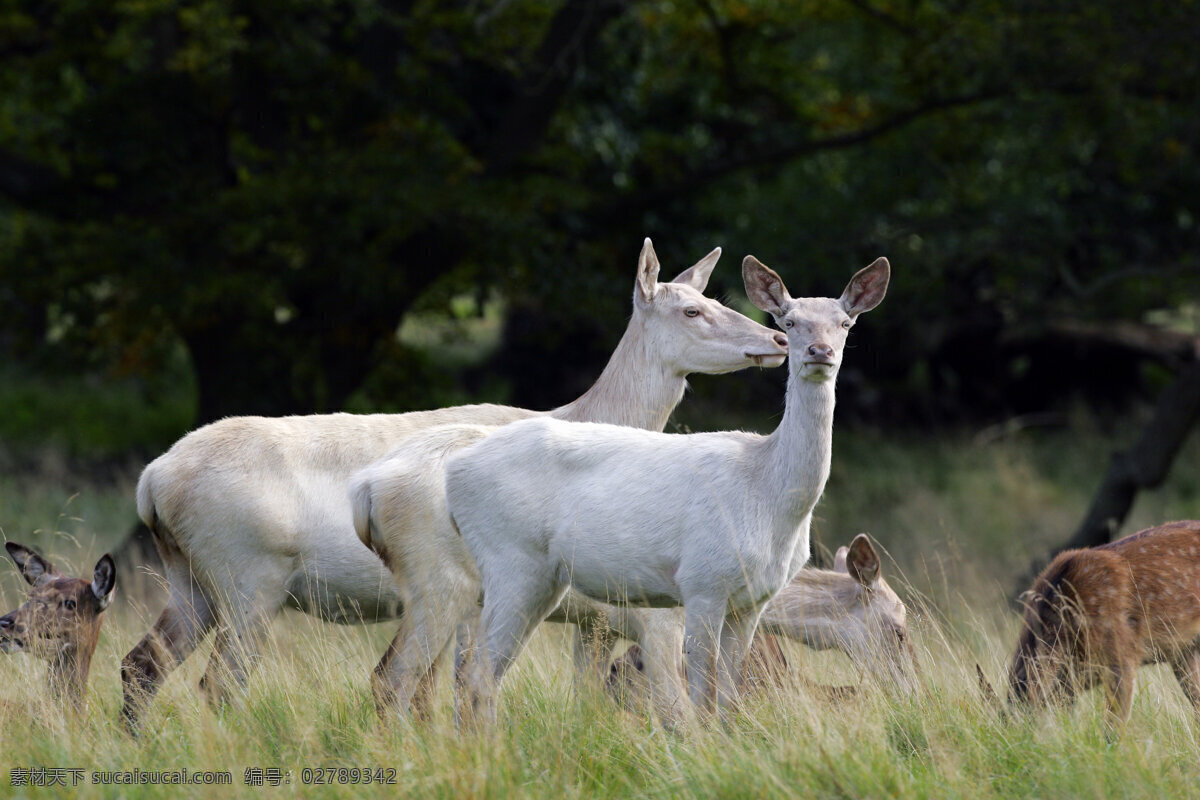 草地 上 一群 鹿 草原 野生动物 动物世界 摄影图 陆地动物 生物世界