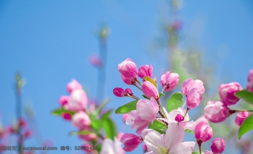 海棠花图片 海棠 海棠花 秋叶海棠 秋夜海棠唯美 花儿鲜花 花卉 野花 紫色海棠 红色海棠 黄色海棠 白色海棠 蓝色海棠 橙色海棠 高清 壁纸 背景 个性 美丽 自然 绿色 园林 园艺 插花 花艺 花草 花儿 花朵 花海 花景 鲜花 干花 桌面 清新 唯美 娇艳 海棠花图 海棠花海报 海棠图片 唯美海棠 生物世界