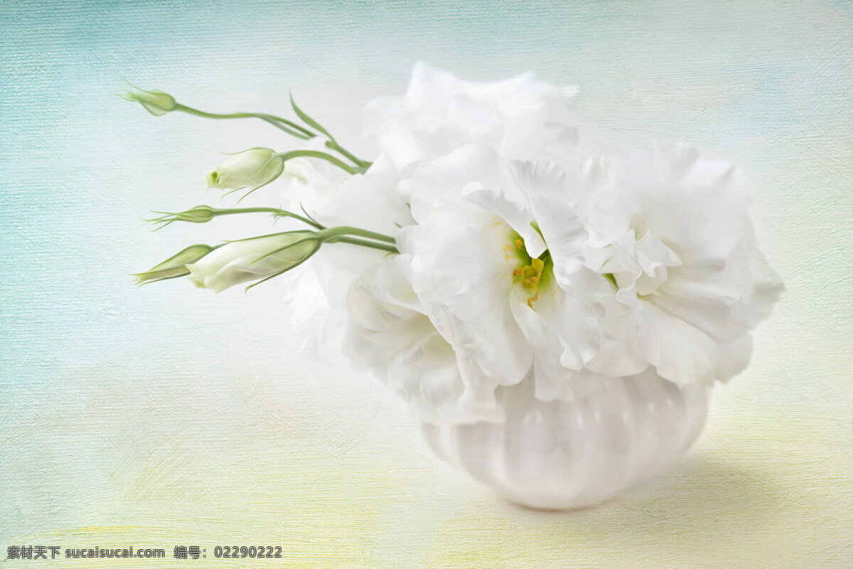 纯洁 白色 花朵 植物花朵 花瓣 美丽鲜花 漂亮花朵 花卉 鲜花摄影 花草树木 生物世界