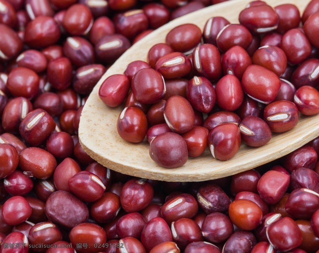 红豆 相思子 鸡母珠 美人豆 相思豆 红珠木 八重山珊 食物 食材 餐饮美食 食物原料
