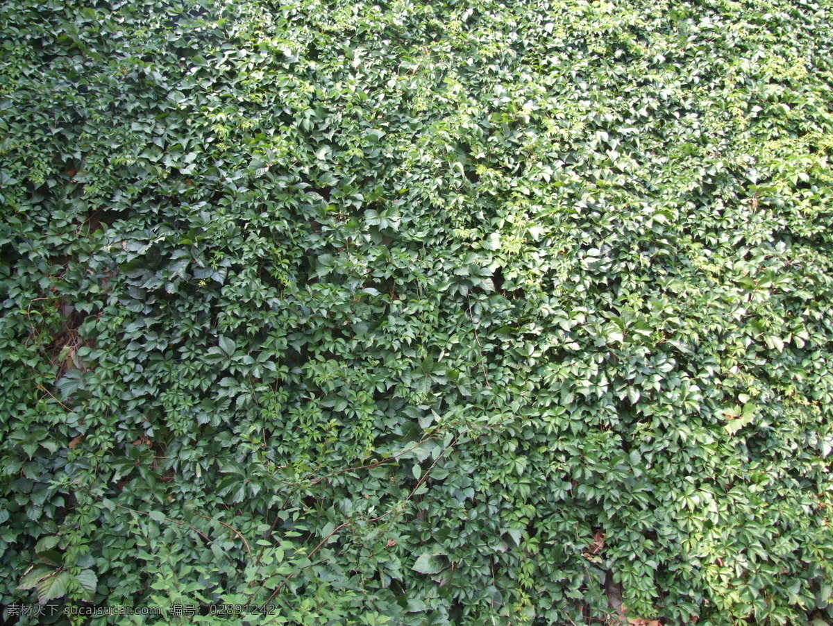 大片 美丽 绿色植物 灰色