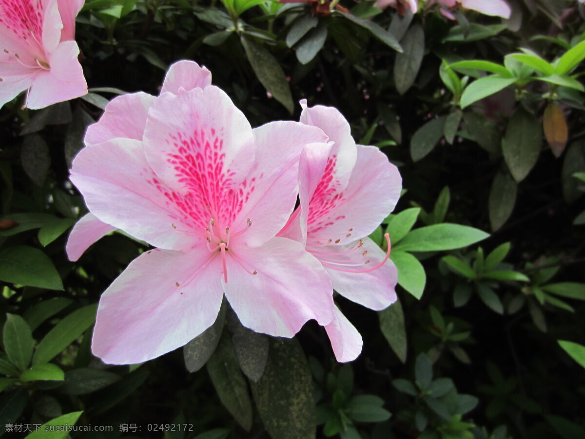 杜鹃花 花草 花槽 花床 花季 花基 花苞 花蕾 粉嫩 小区 春天 城市 近郊 公园 生物世界