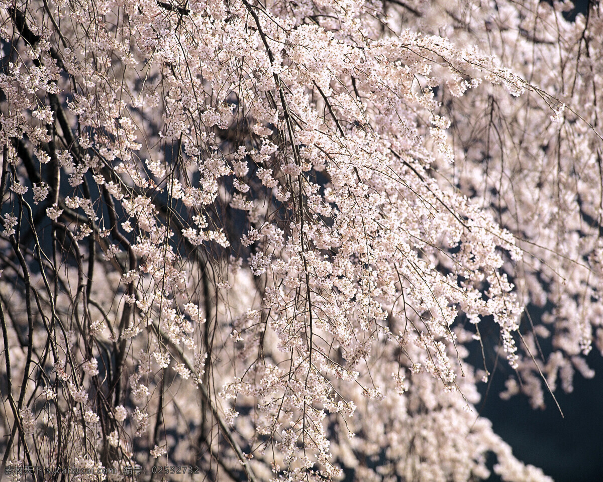 春暖花开 背景 风景 花 花草 花季 摄影图库 植物世界 自然风景 自然景观 花的季节 生活 旅游餐饮