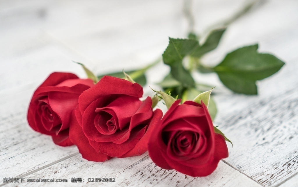 木板 上 红玫瑰 玫瑰 花 花朵 生物世界 花草