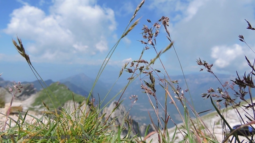视频背景 实拍视频 视频 视频素材 视频模版 实拍 小草 云朵 小草云朵 云朵视频
