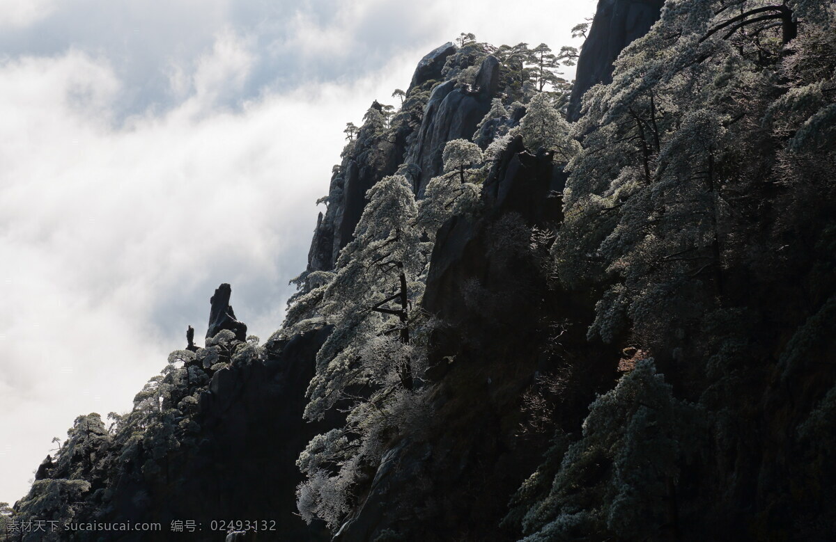 安徽 黄山 奇 松 风景