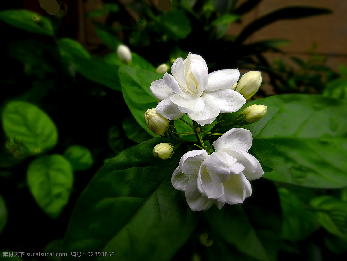 茉莉花 生物世界 花卉 花草 茉莉 精品茉莉