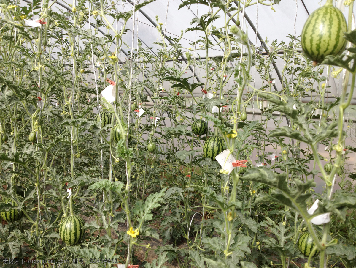 西瓜藤蔓 大棚西瓜 小西瓜 黄色花朵 大棚架子 水果 蔬菜 大棚农业 田园风光 自然景观