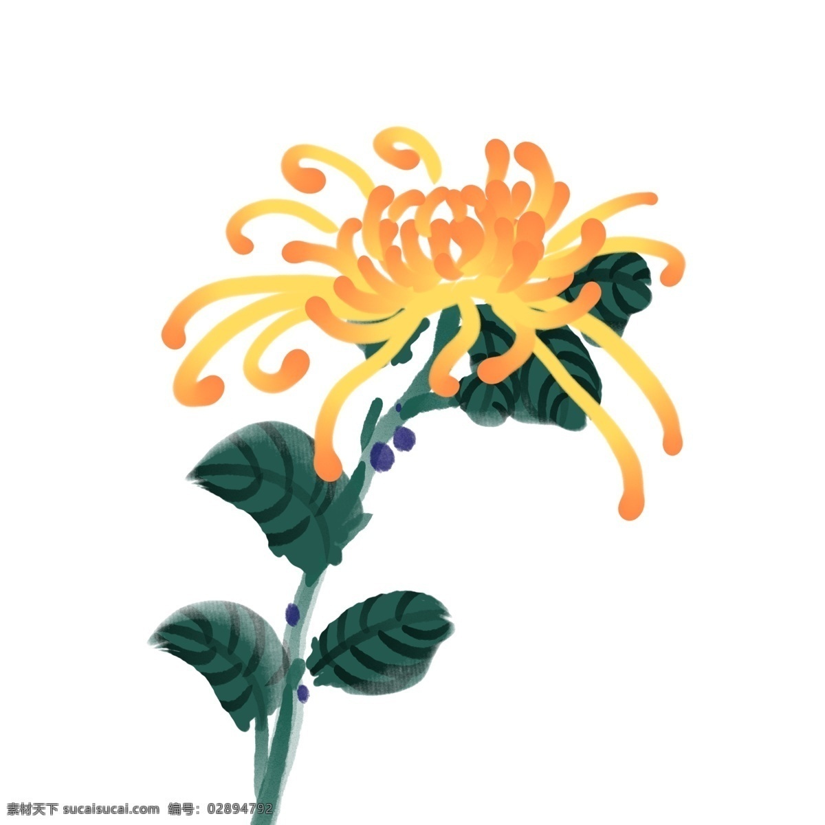 植物菊花花朵 花朵 菊花 植物