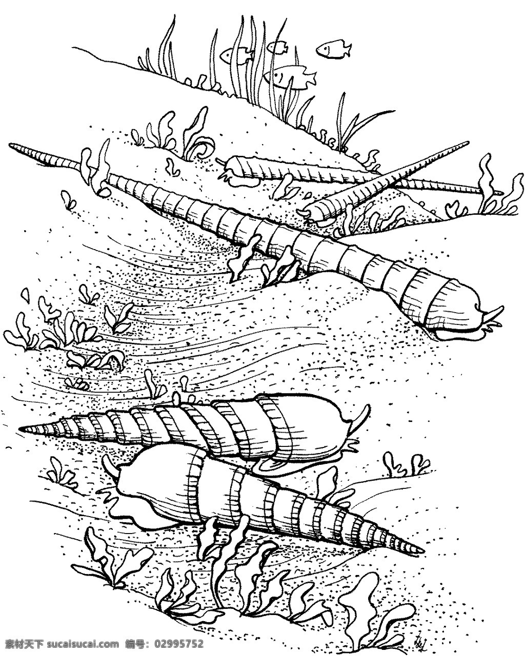 海贝 海螺 海贝海螺 动物素描 海洋生物 动物素材 海洋 动物 手绘 画 设计素材 动物专辑 素描速写 书画美术 白色