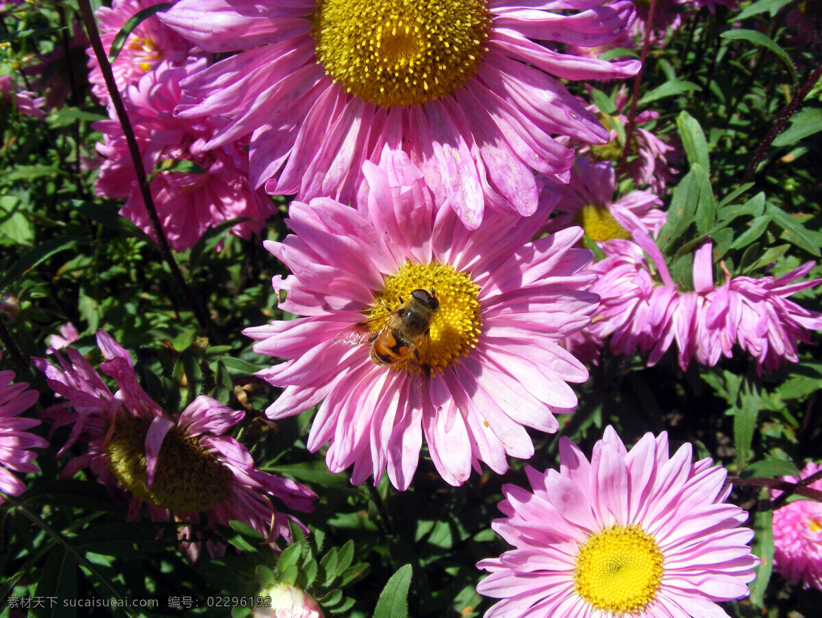 蜜蜂采花图 海林 报恩寺 鲜花 紫色 蜜蜂 绿草 花朵 菊花 花瓣 白蝴蝶 黄色 白色 绿色 自然 美丽 自然摄影 花草 生物世界