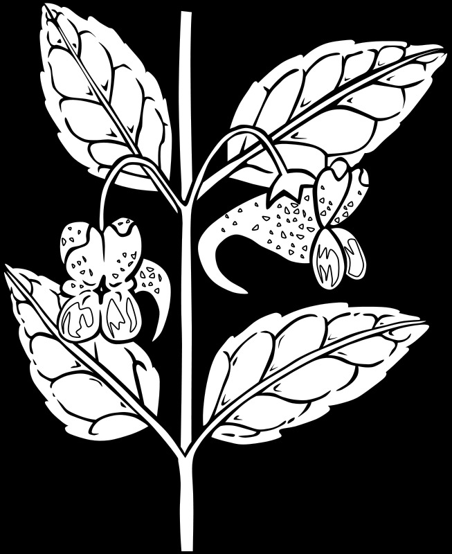 ku 凤仙花 鹗 凤仙 凤仙花鹗 轮廓 ku凤仙 矢量 ku凤仙花 矢量图 花纹花边