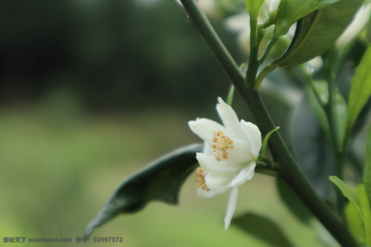 桔子树花 橘子树 桔子树 桔子花 橘子花 花朵 白色的花 生物世界 花草