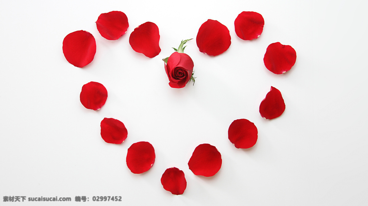 红色 玫瑰花 花瓣 唯美 浪漫 爱心 生物世界 花草