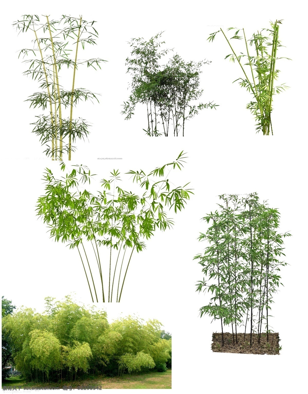 竹 竹林 园林植物素材 ps植物素材 植物 园林景观 分层