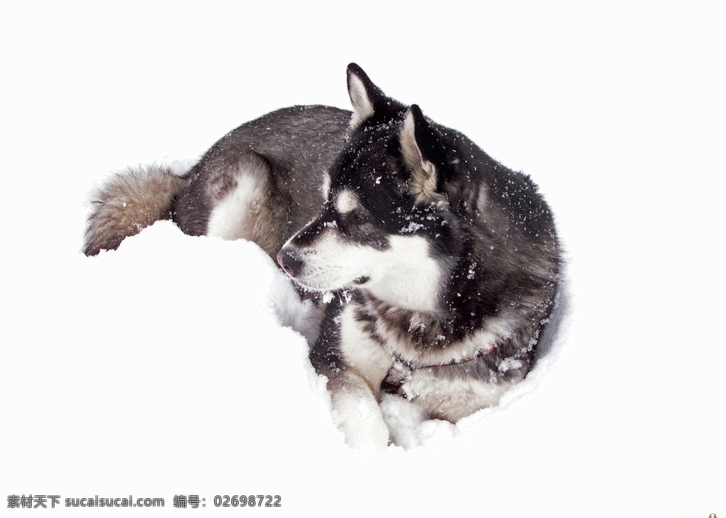 阿拉斯加 狗狗 黑色 雪地 趴 动物世界 野生动物 生物世界