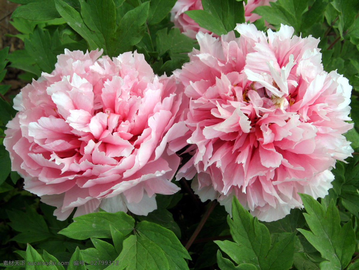 国花 牡丹 雍容花朵 美丽粉色花朵 芍药 山东