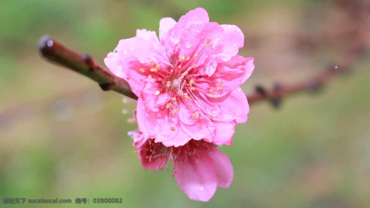 春天 花瓣 花草 花朵 花卉 开花 美丽 农业 美丽的桃花 桃花 植物 种植 桃红 桃花运 桃园 蔷薇科 落叶乔木 园林 生物世界 矢量图 日常生活