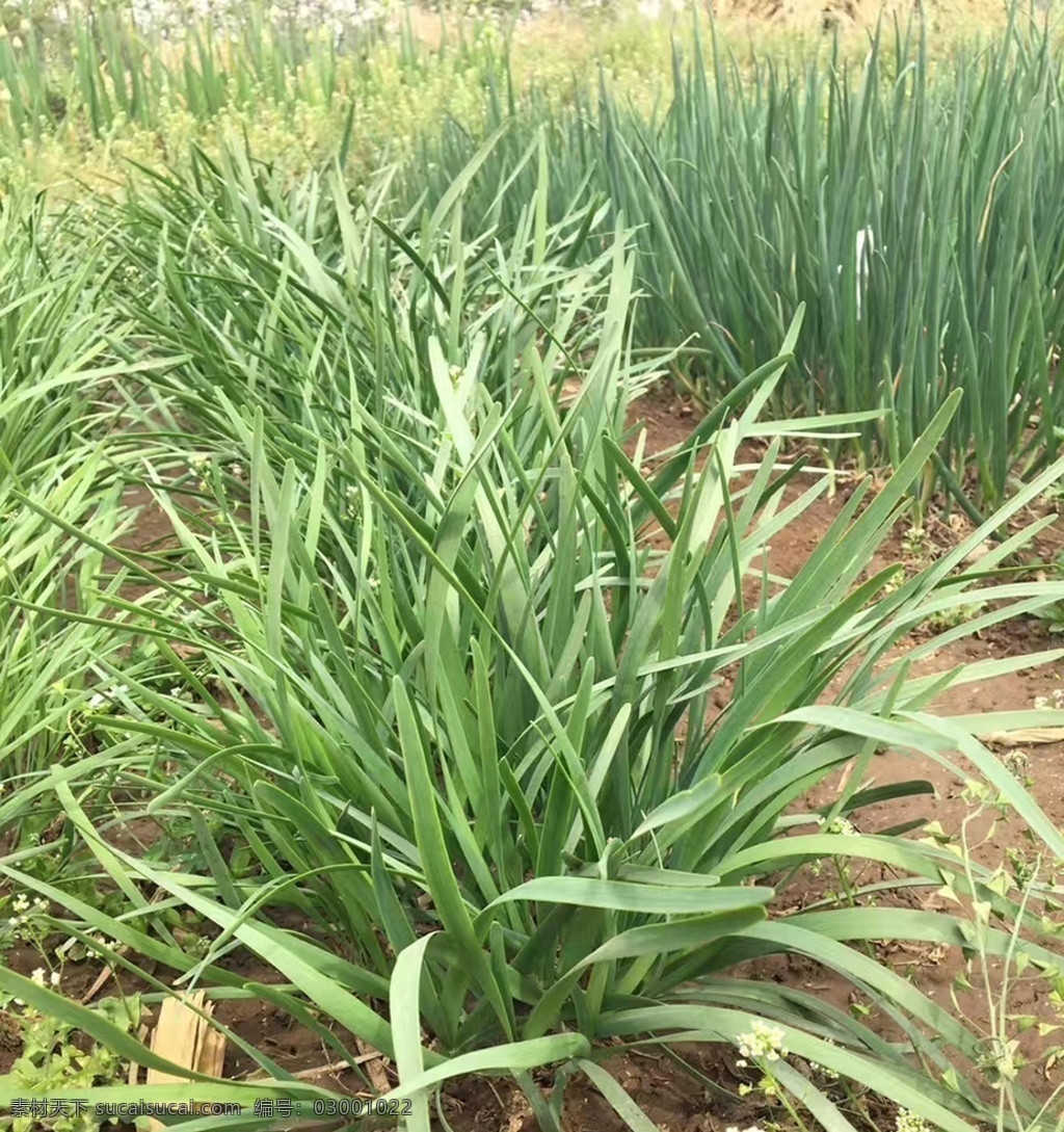 韭菜地 韭菜秧 韭菜苗 韭菜叶 植物 生物世界 蔬菜