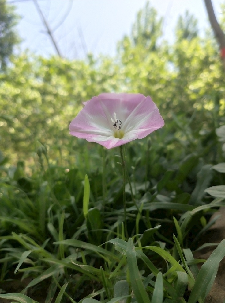 牵牛花 花 自然景观 自然风景
