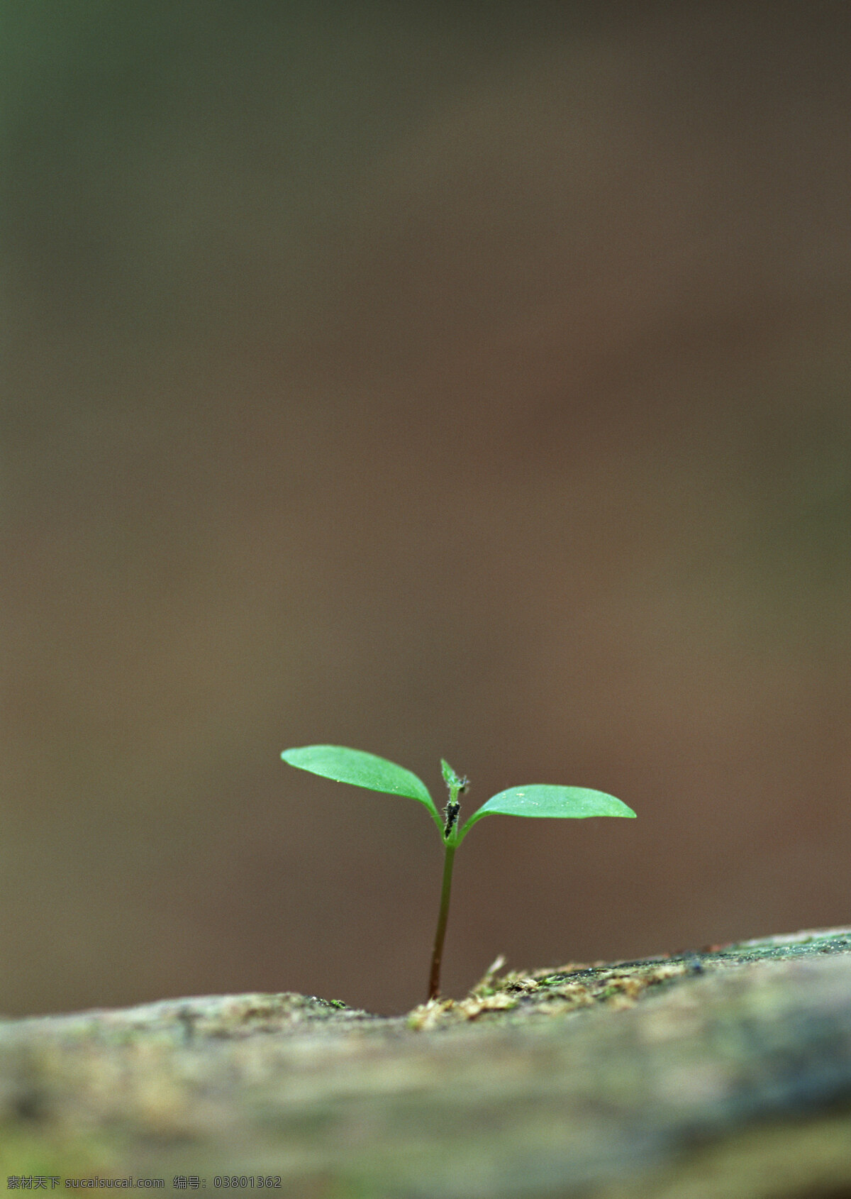 幼苗 树苗 绿色 清新 嫩叶 绿意 生物世界 植物 春天 绿色环境 发芽 生长 高清图片 花草树木