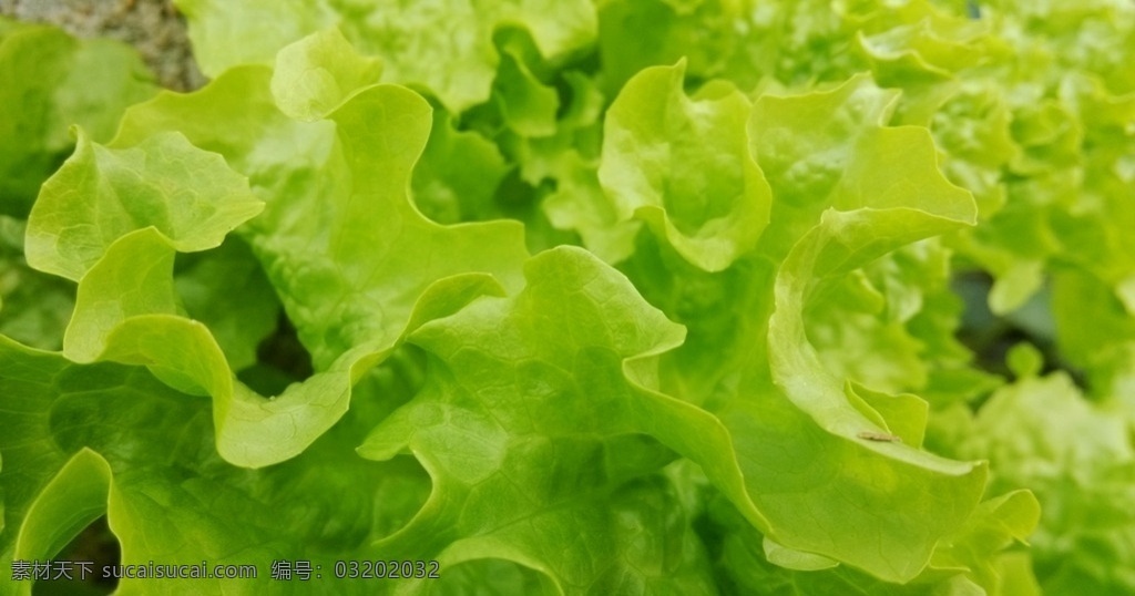 生菜 绿叶 蔬菜 包生菜 卷生菜 生菜种植 生菜种子包装 绿色生菜 生物世界