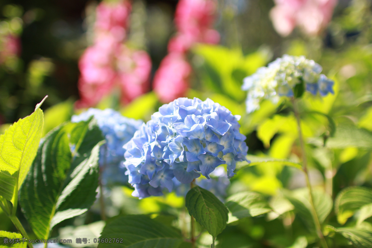 绣球花 花卉 花之物语 繁华似景 园艺 园林 美丽的鲜花 观赏花朵 生物世界 花草