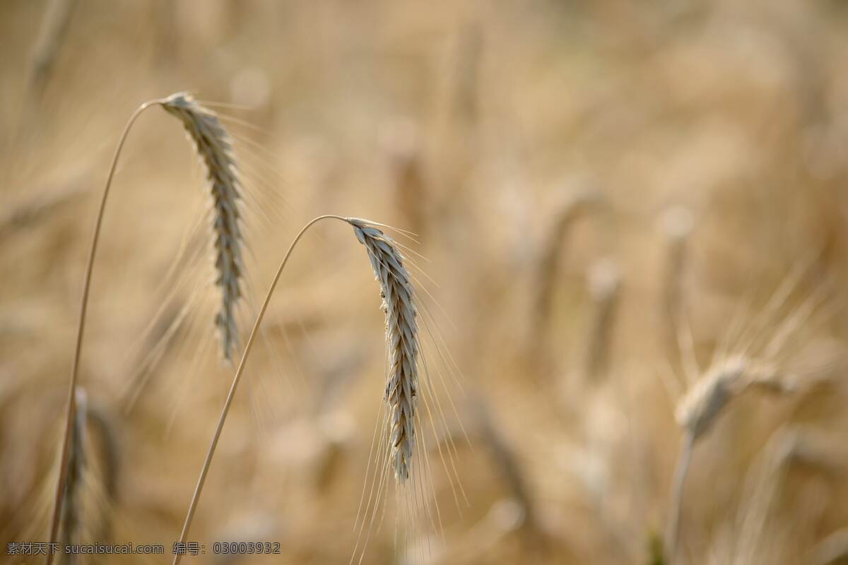 麦子麦穗 丰收 金黄 秋天夏天 炎热 小麦 大麦 麦田 田野 小麦穗 农业 农村 土地 自然景观 田园风光