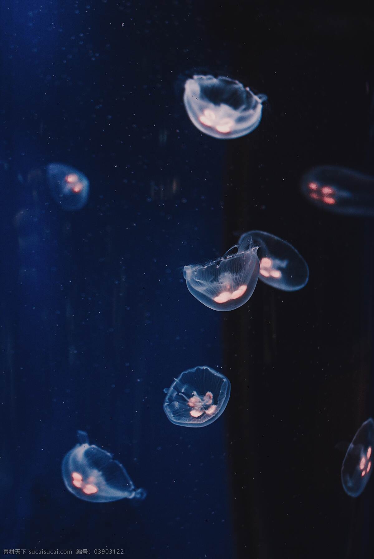 水母图片 水母 海洋 深海 深蓝色 潜水 生物世界 鱼类